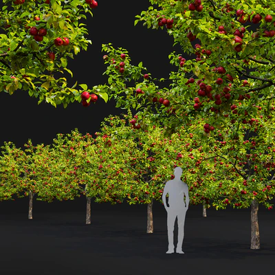 Apple tree — Вид 2
