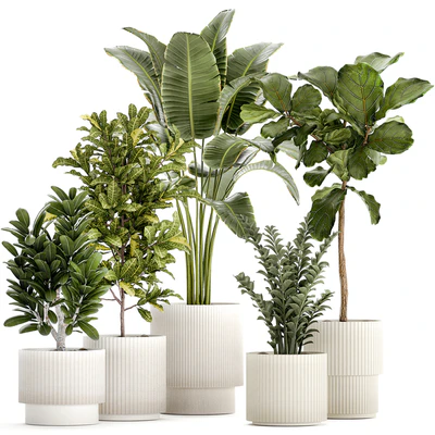 Plant collection 1407 — Ver 1
