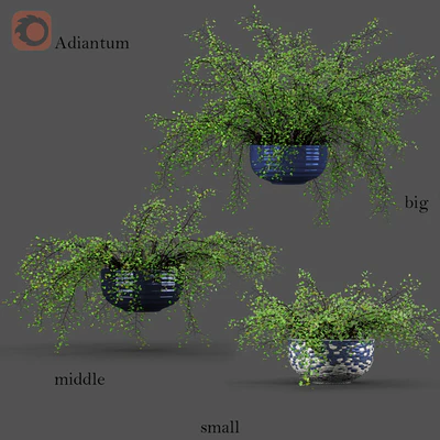 Adiantum или Венерин волос — Вид 1