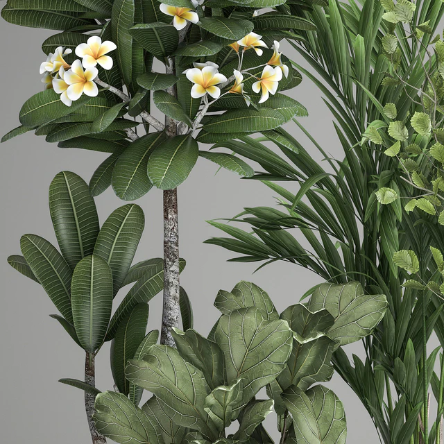 Collection of plants in black pots Strelitzia, tree, ficus, Plumeria, banana palm. Set 984. — Descargar