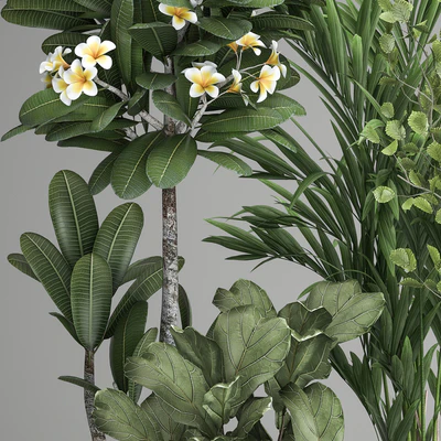 Collection of plants in black pots Strelitzia, tree, ficus, Plumeria, banana palm. Set 984. — Ver 2