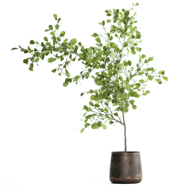Decorative small Linden tree, Hazel in a rusty metal pot. Set 953. — Descargar