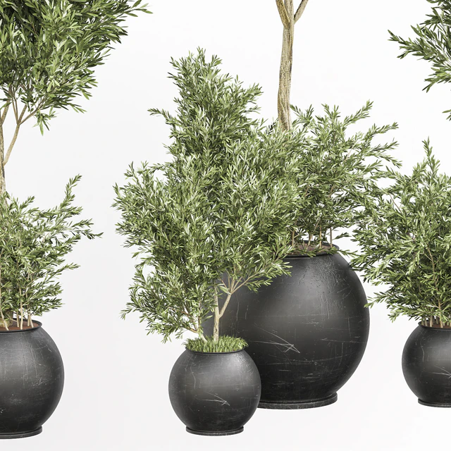 indoor plant olive set 02 — Скачать