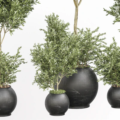 indoor plant olive set 02 — Вид 3