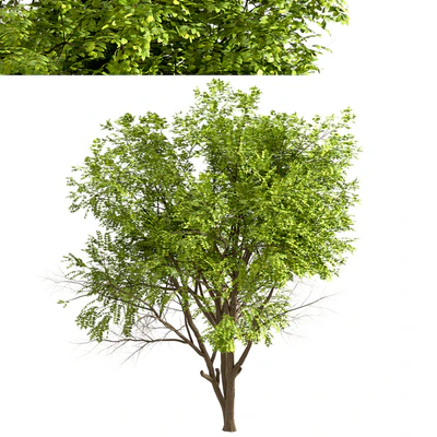Set of Robinia Pseudoacacia Trees (Black Locust) (2 Trees) — Ver 2