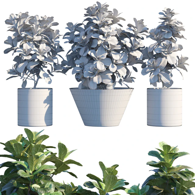 Plant in pots # 19: Ficus Lyrata | 3m — Descargar