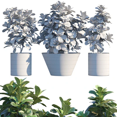 Plant in pots # 19: Ficus Lyrata | 3m — Ver 2