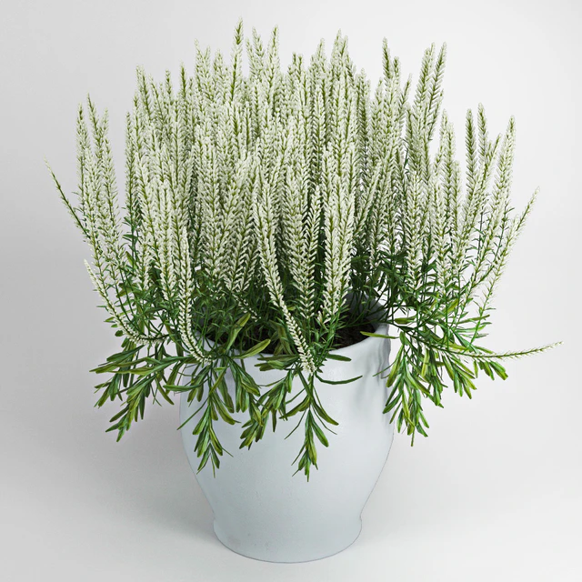 Plant — Descargar