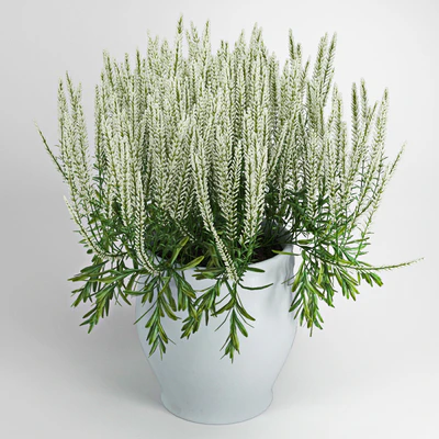 Plant — Ver 1