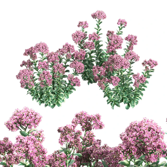 Sedum Autumn Charm — Скачать