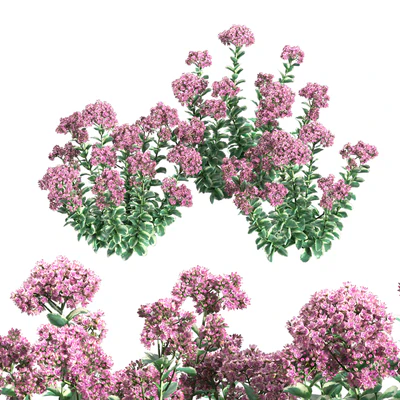Sedum Autumn Charm — Вид 1