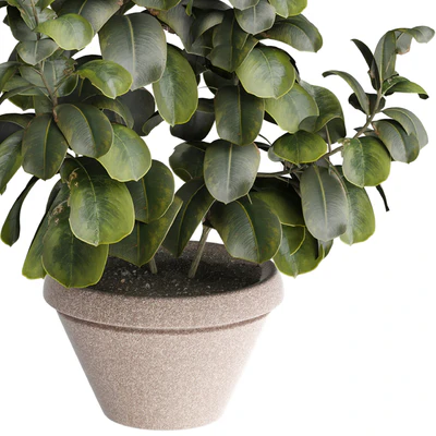 indoor Plant 491 — Ver 2