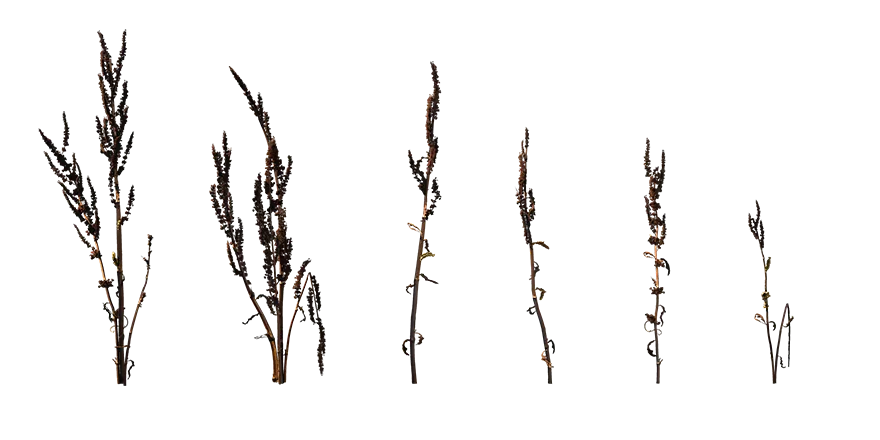 curled dock 003 — Скачать