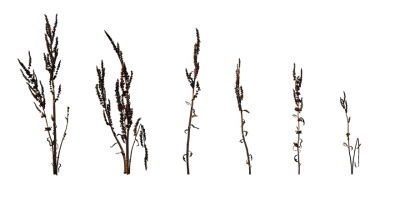 curled dock 003 — download