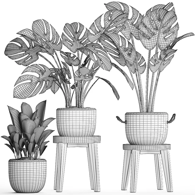 Collection of small plants in modern stylish glossy pots rattan baskets with Monstera variegated, luxury. Set 450. — Descargar