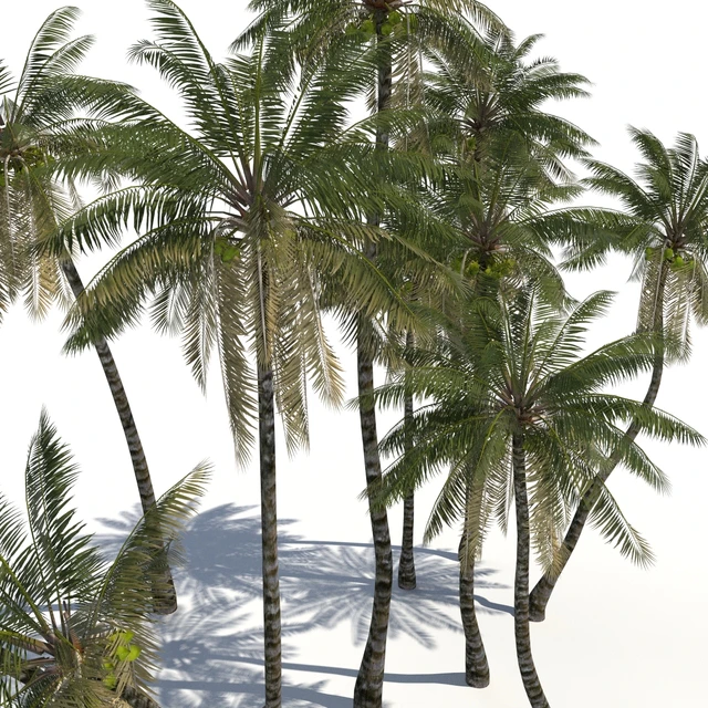 Coconut Palms + animation — Descargar