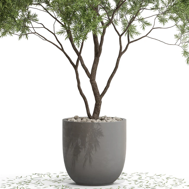 Plants collection 670 — Descargar