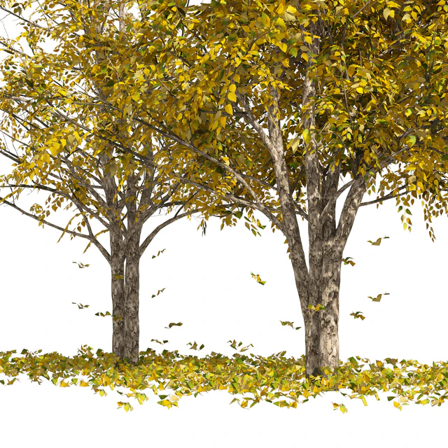 Fall Water birch Trees — Descargar