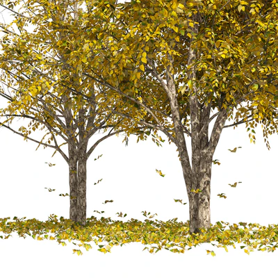 Fall Water birch Trees — Ver 3
