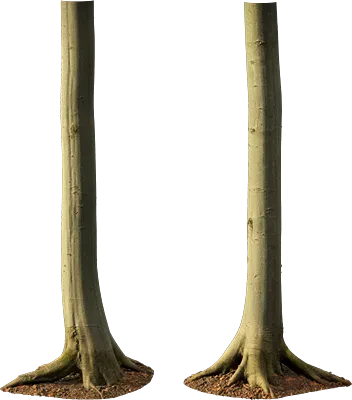 beech tree trunk 010 — Скачать