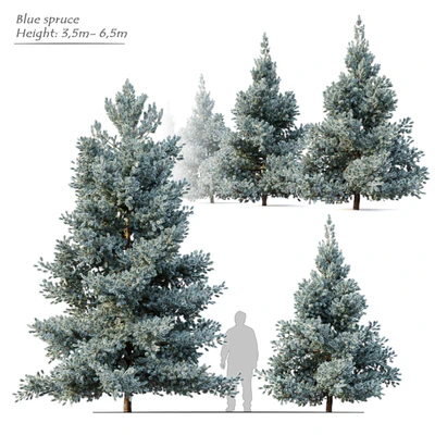 Norway blue spruce — descargar