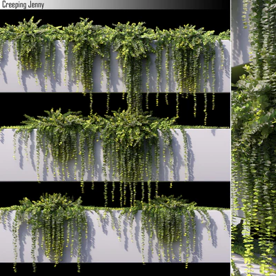 Creeping Jenny — Скачать