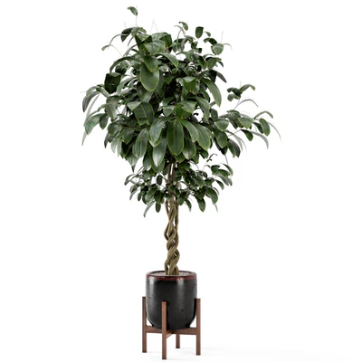 Indoor Plants in Combination of wood & concrete Pot - Set 301 — Ver 3