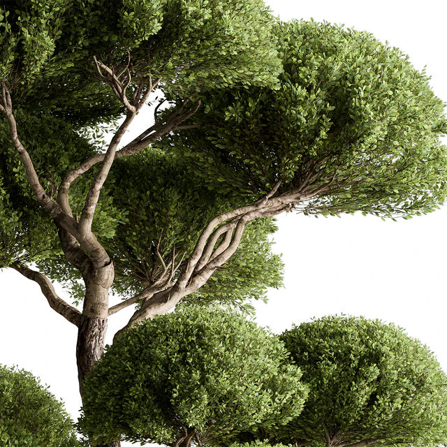 Indoor Plant 638 -Topiary Ball — Скачать