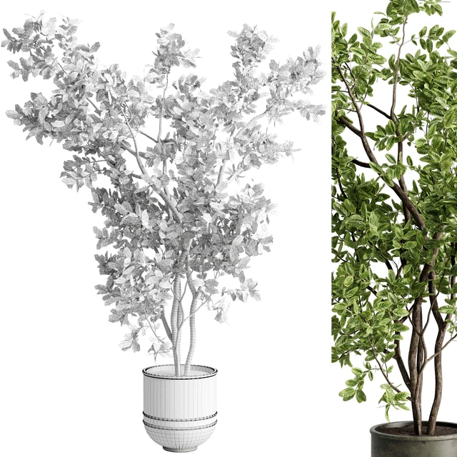 Ficus elastica branch in a metal pot - set indoor plant 618 — Скачать
