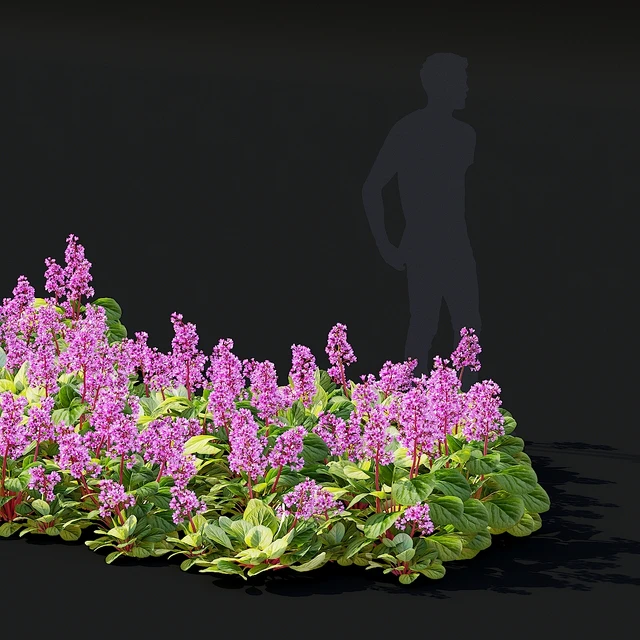 Bergenia cordifolia flowers | Bergenia cordifolia — Descargar