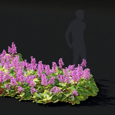 Bergenia cordifolia flowers | Bergenia cordifolia — Ver 2