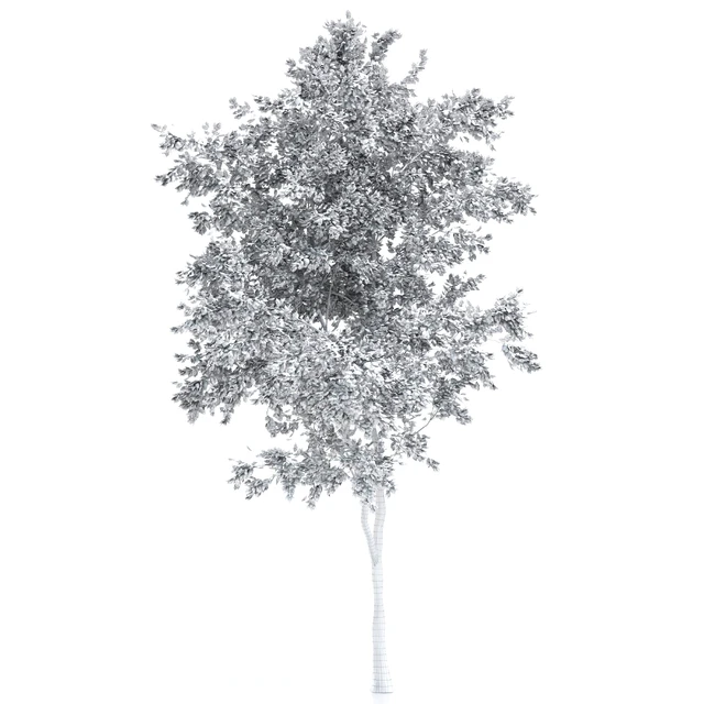 elder tree — Descargar