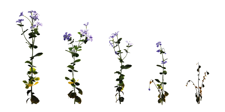 periwinkle 001 — Descargar