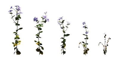 periwinkle 001 — Descargar