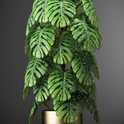 PLANTS 105 — Вид 2