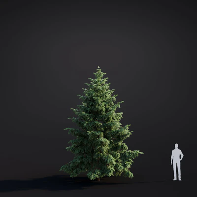 035 abies grandis — Descargar