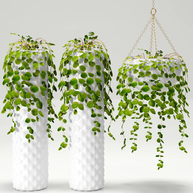 Plants in pots — Descargar