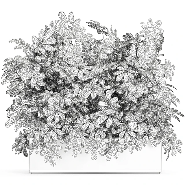 A beautiful lush shrub of an ornamental plant in a black Scheffler pot. Set 767. — Descargar