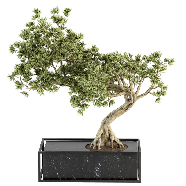 indoor Plant Set 225 - Bonsai Plant — Descargar