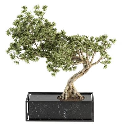 indoor Plant Set 225 - Bonsai Plant — Ver 1