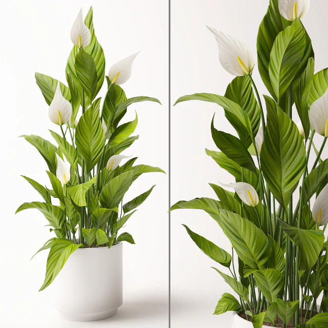 Spathiphyllum plant — Скачать