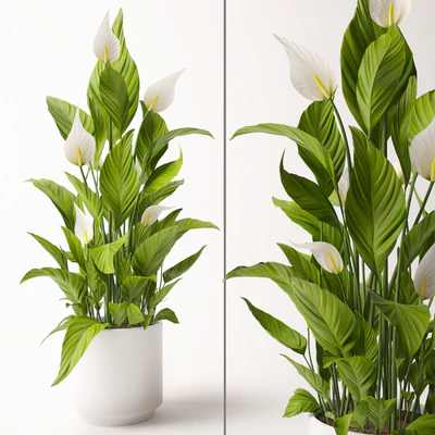 Spathiphyllum plant — Вид 1