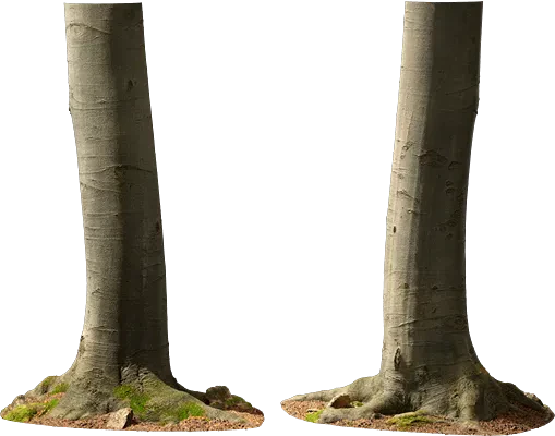 beech tree trunk 006 — Скачать