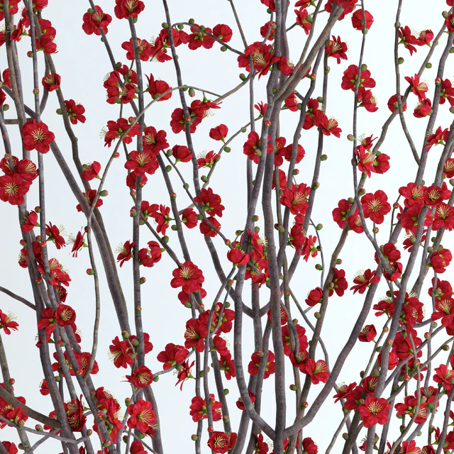 Prunus Red Blossom — Скачать