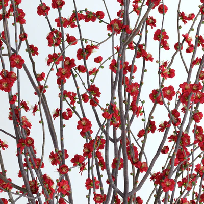 Prunus Red Blossom — Вид 2