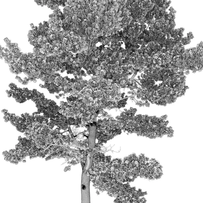 Pine — Ver 2