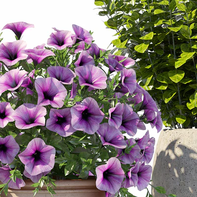 Петуния с кустами — Вид 2