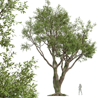 New Plant High detail Angel Oak Live Tree — Вид 1