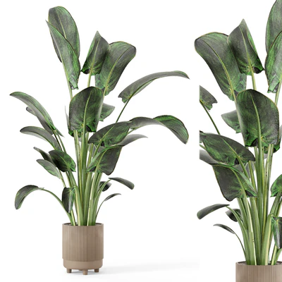 Indoor Plants  in rusty Concrete Pot - Set 582 — Вид 1