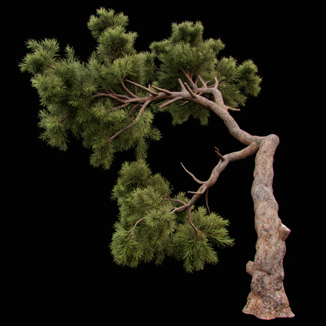 Curved Pine — Descargar